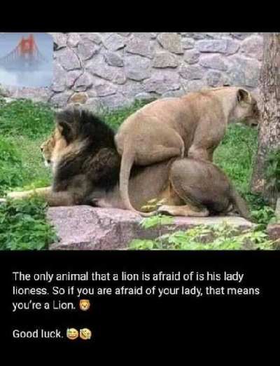 Lions are husbands, husbands are lions 